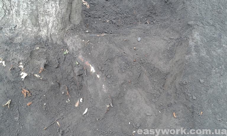 Не раскопанный корень дерева в земле