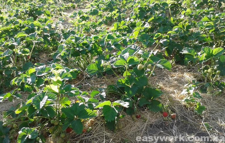 Мульчирование клубники (фото 2)