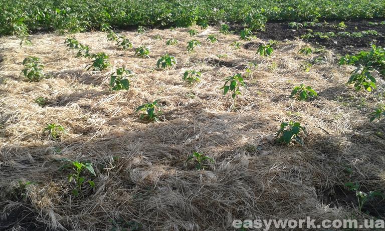 Мульчирование перца