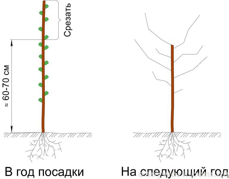 Подрезка дерева после посадки