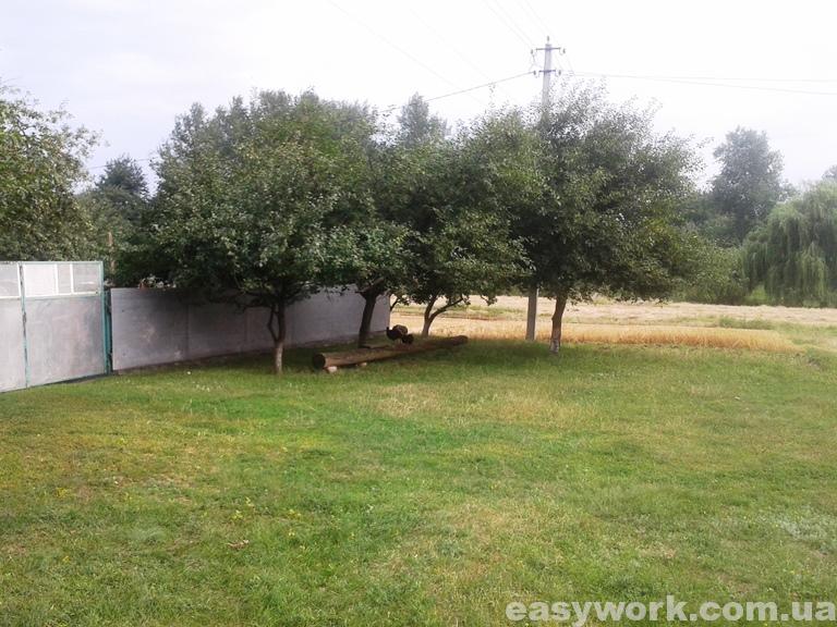 Зеленая поляна перед двором