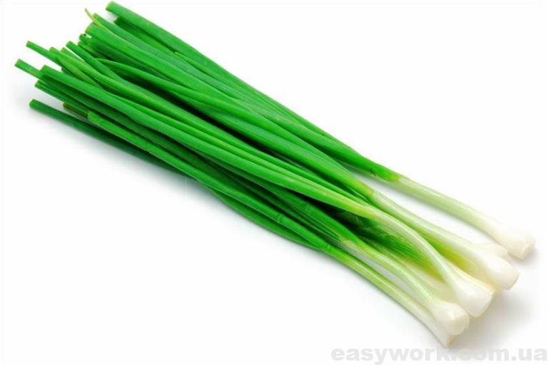 Зеленый лук
